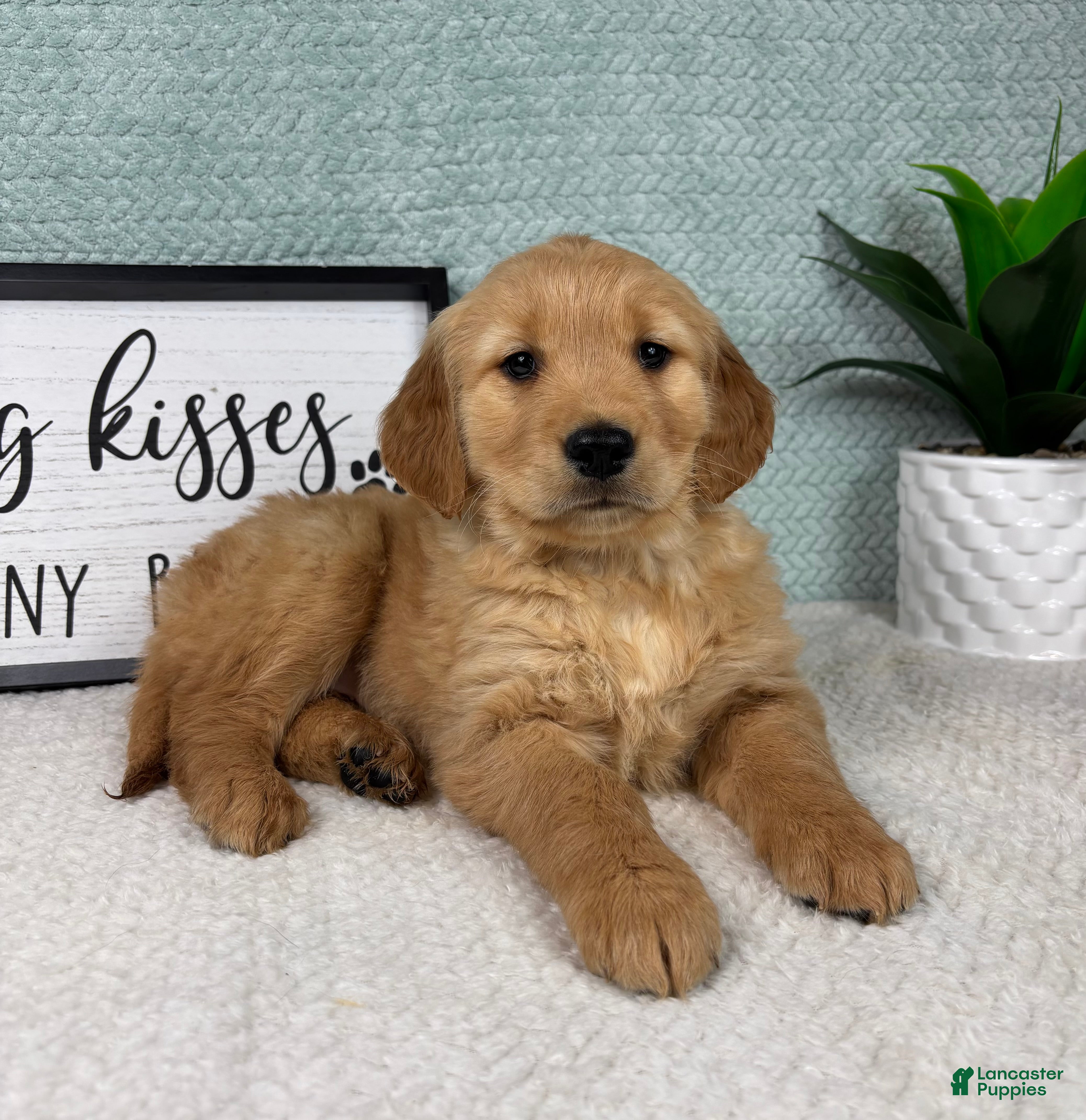 Golden Retriever dogs Ginger  - Ad 31