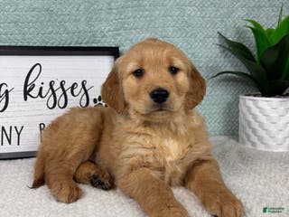 Golden Retriever dogs Ginger - Ad 30