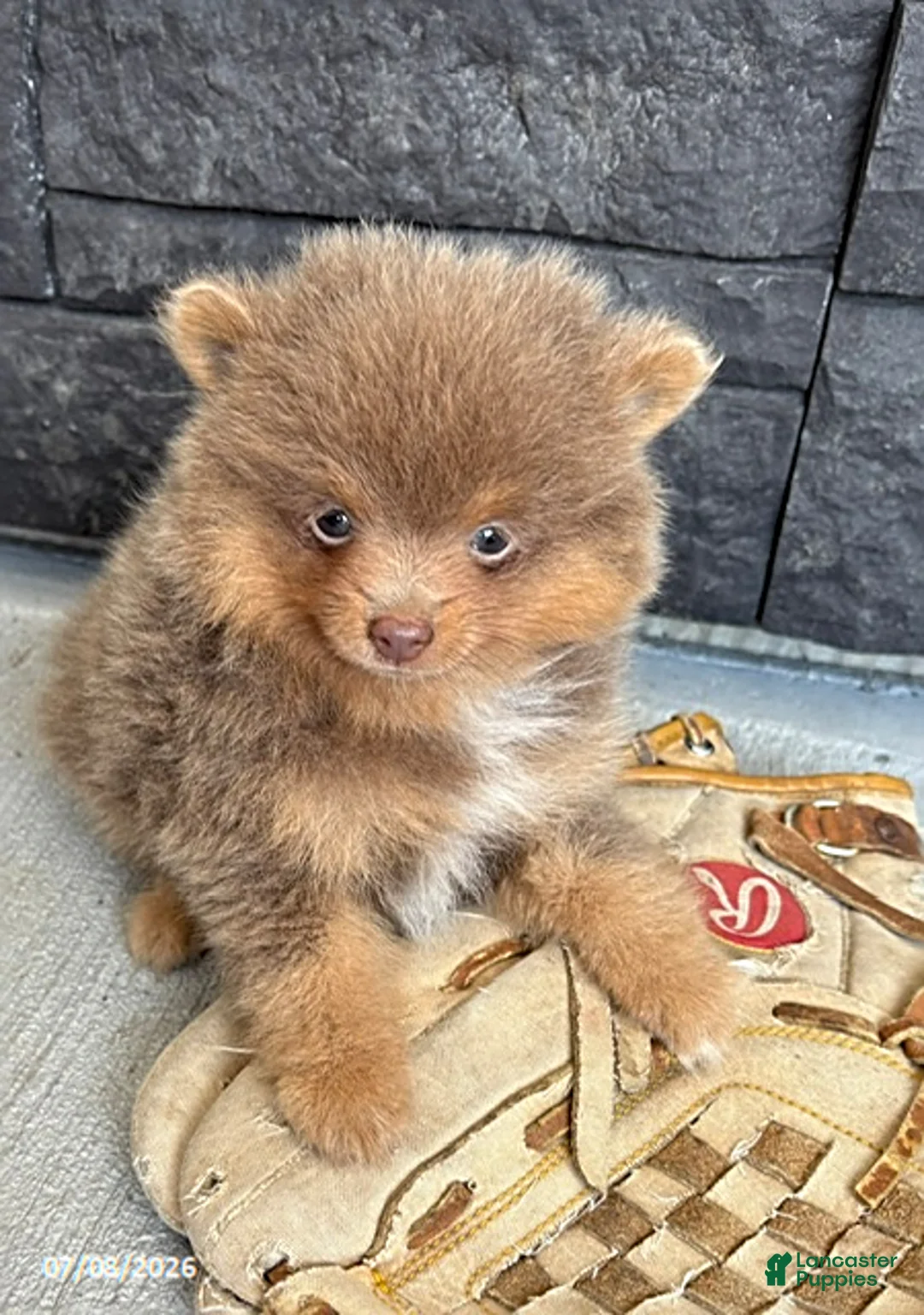 Pomeranian dogs for sale: Finnegan - Ad 2