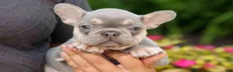 French Bulldog dogs for sale:  Regina🎀 - Ad 11