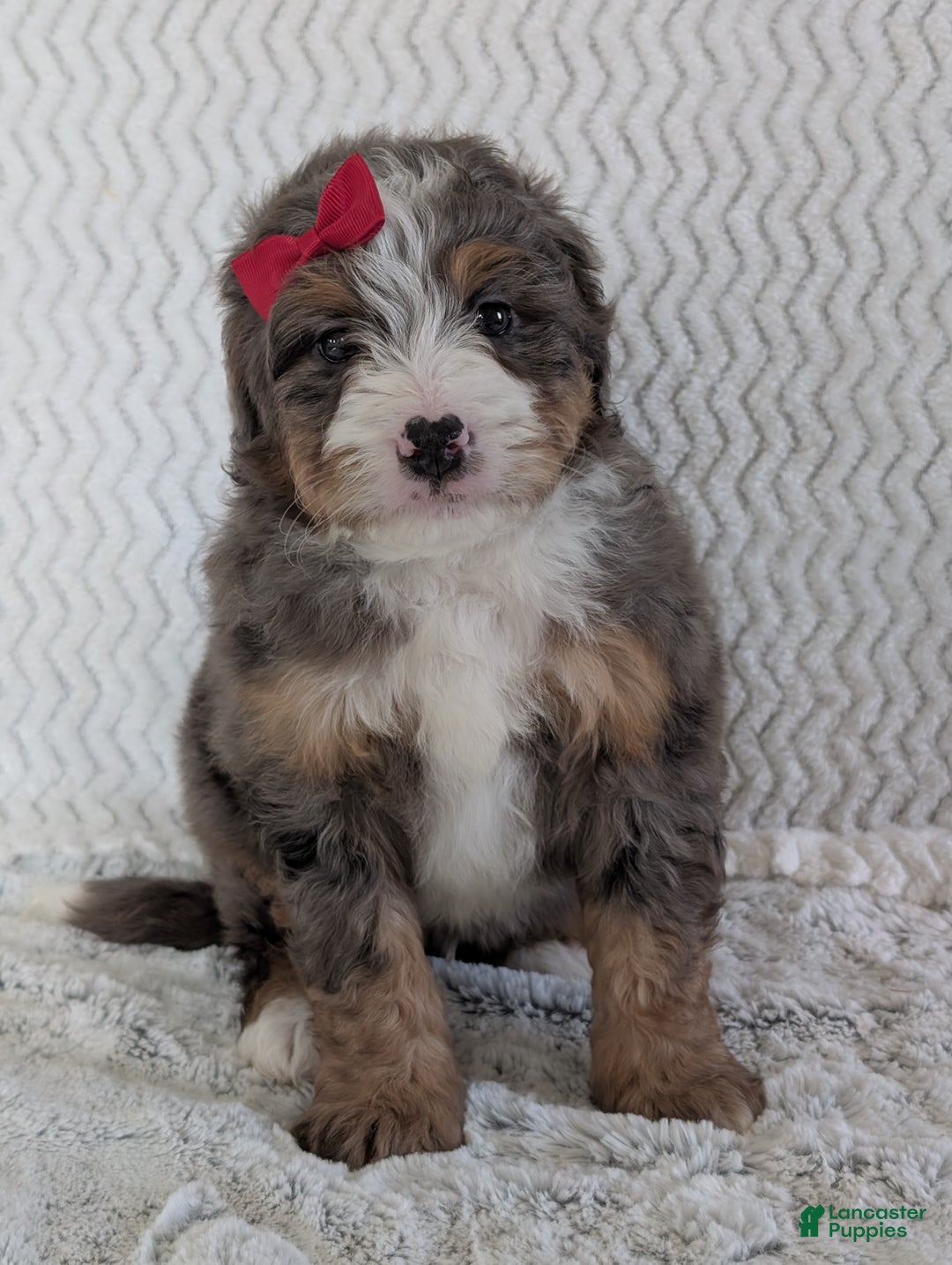 Mini Bernedoodle dogs for sale: Mini Wyatt  - Ad 10