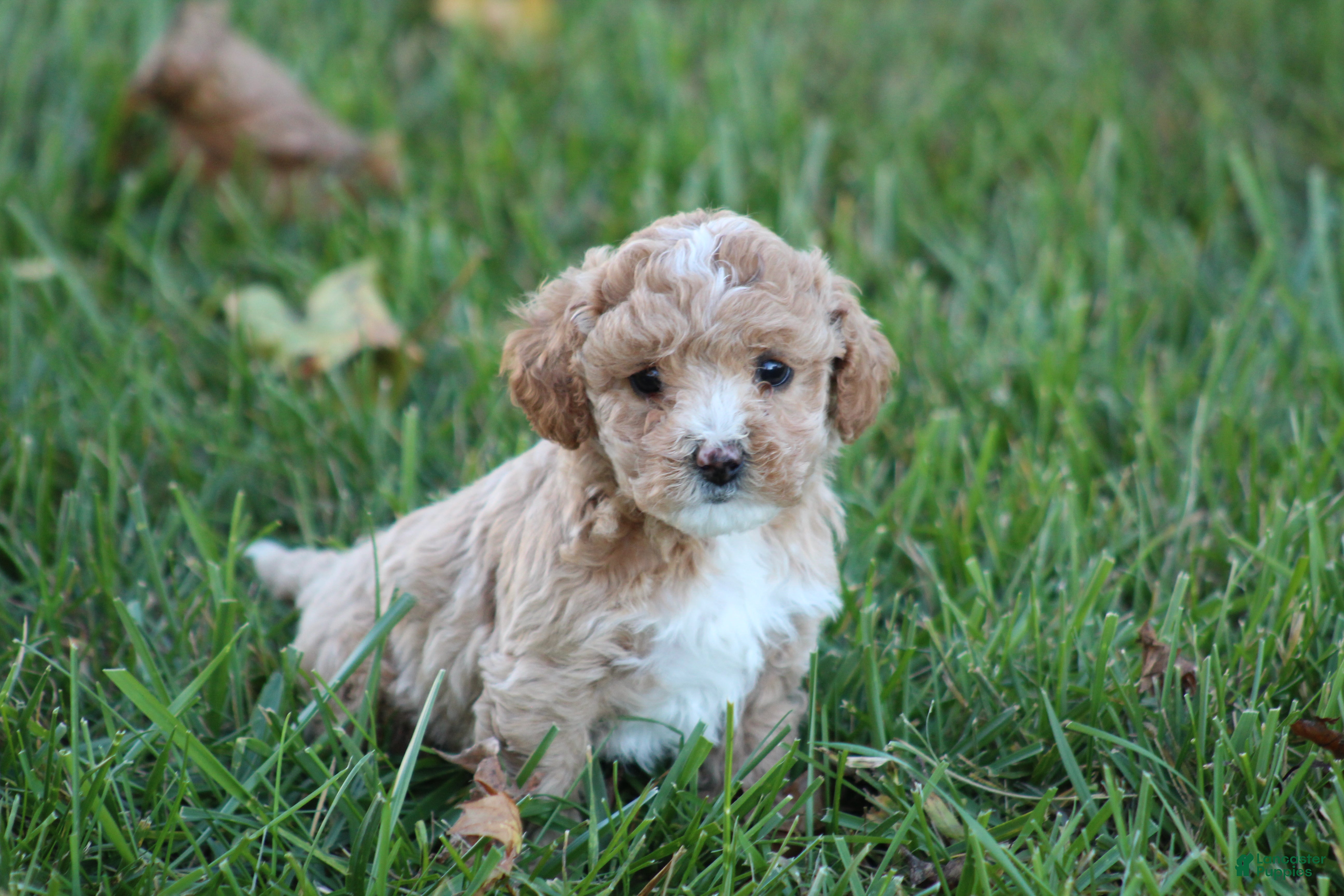 Bichpoo dogs for sale: Addie - Ad 1