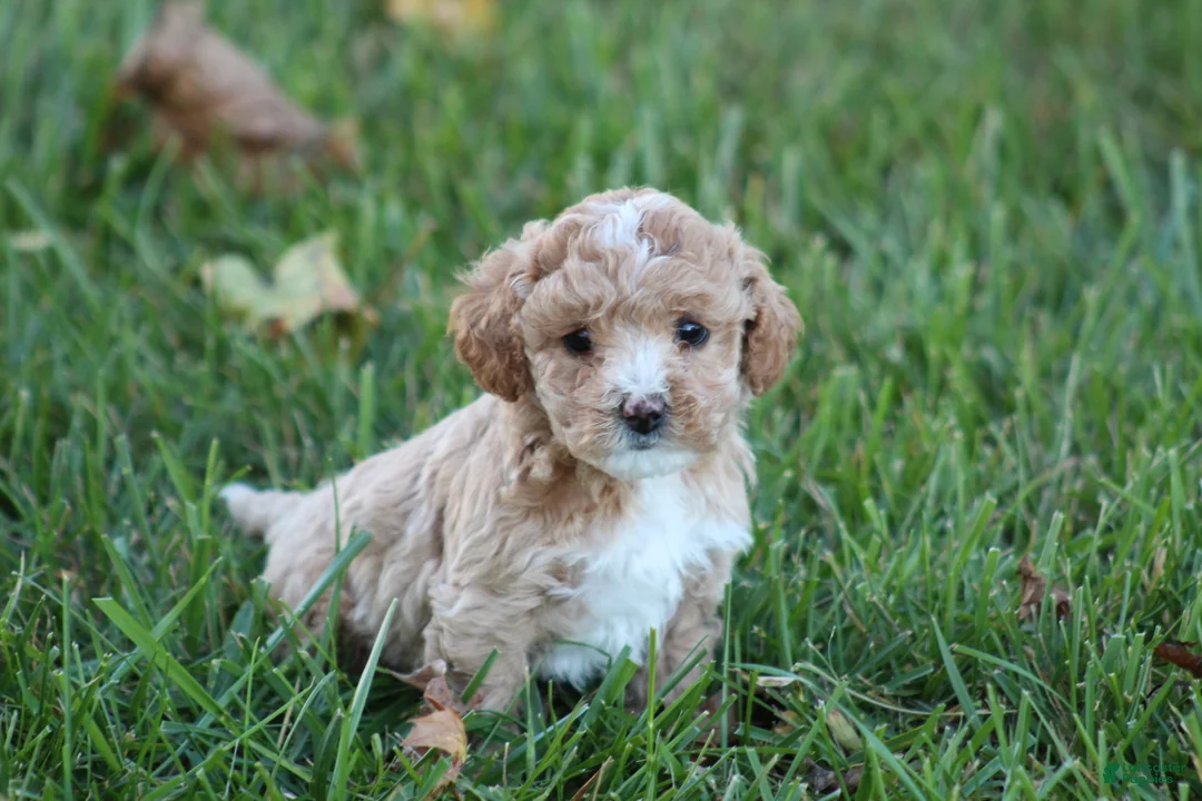 Bichpoo dogs for sale: Addie - Ad 1