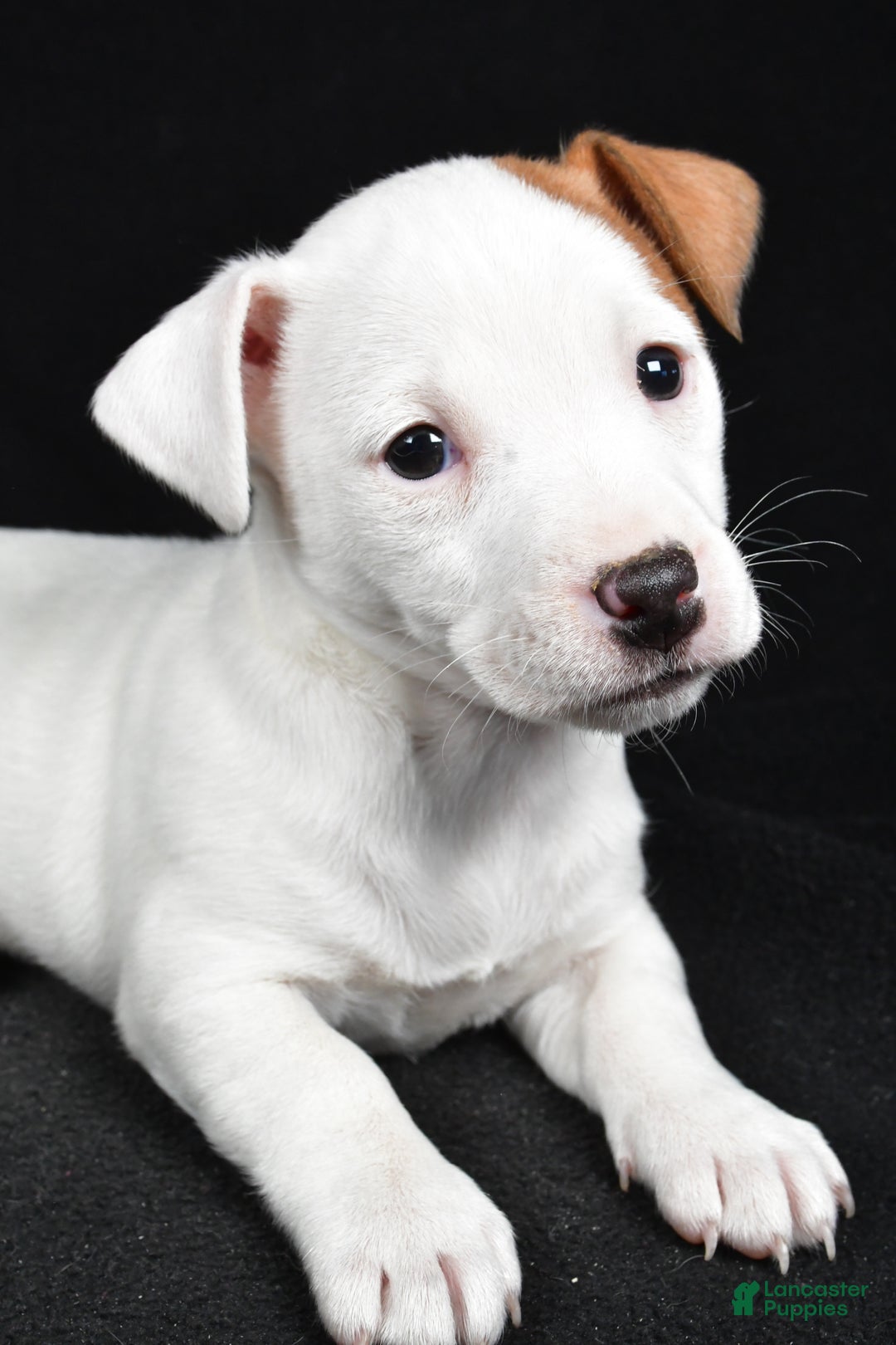 Jack Russell Terrier dogs for sale: Pansy - Ad 7
