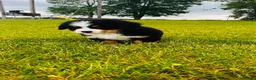 Bernese Mountain Dog dogs for sale: Everett - Ad 5