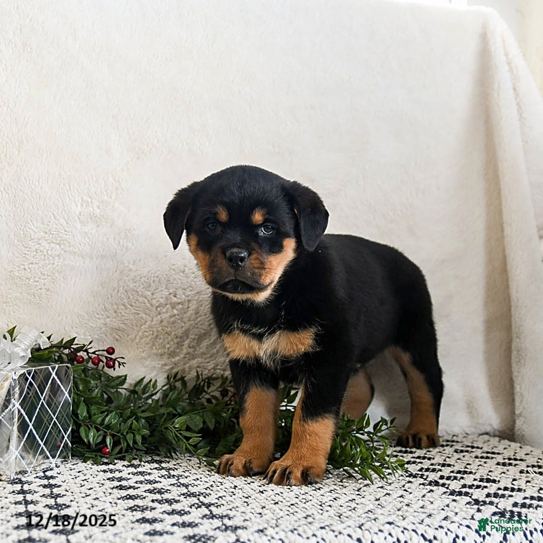 Rottweiler dogs for sale: Gigi - Ad 5