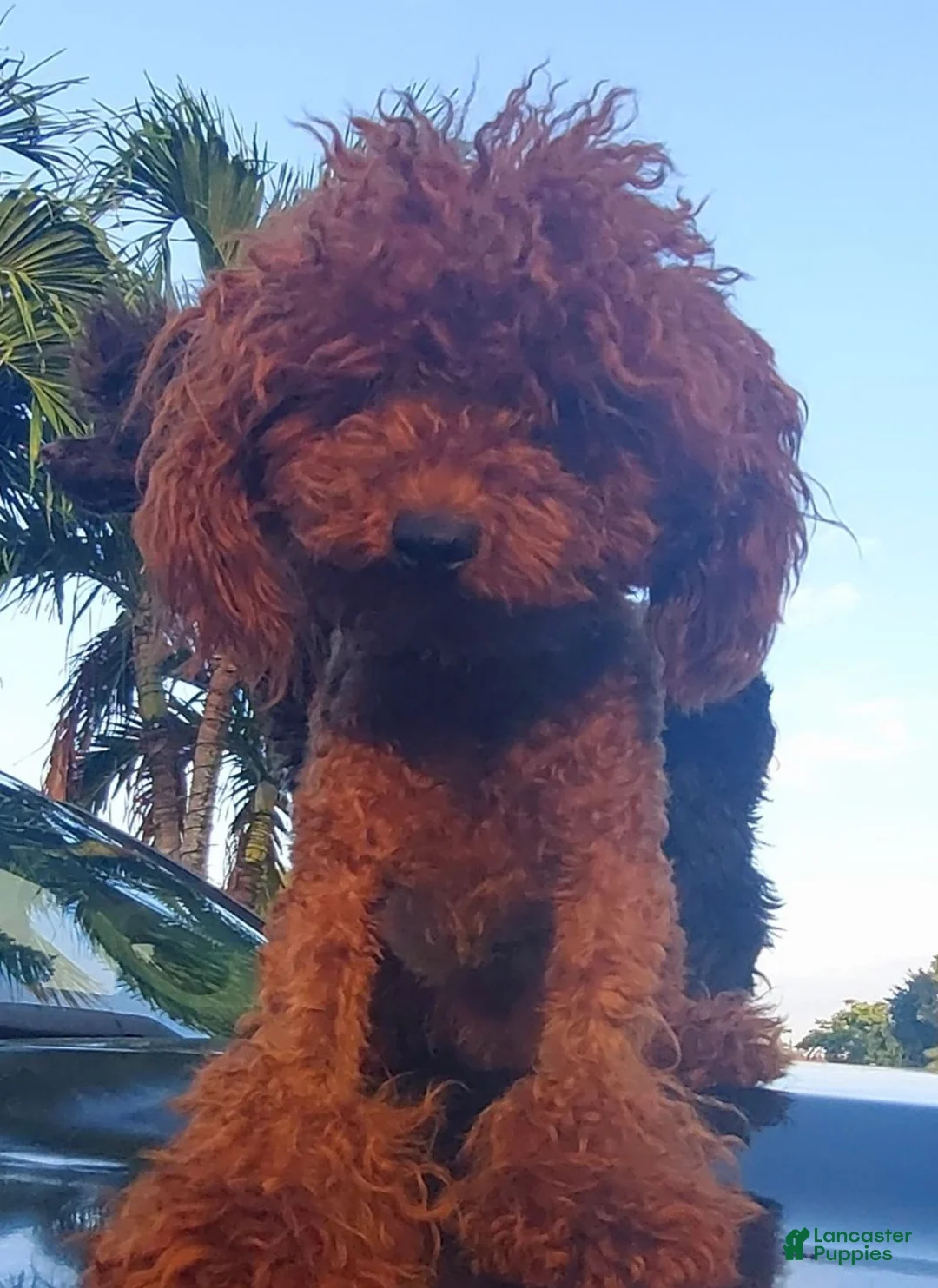 Toy Poodle dogs for stud: Fireball Stud - Ad 3
