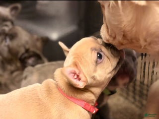 French Bulldog dogs Punkin - Ad 8