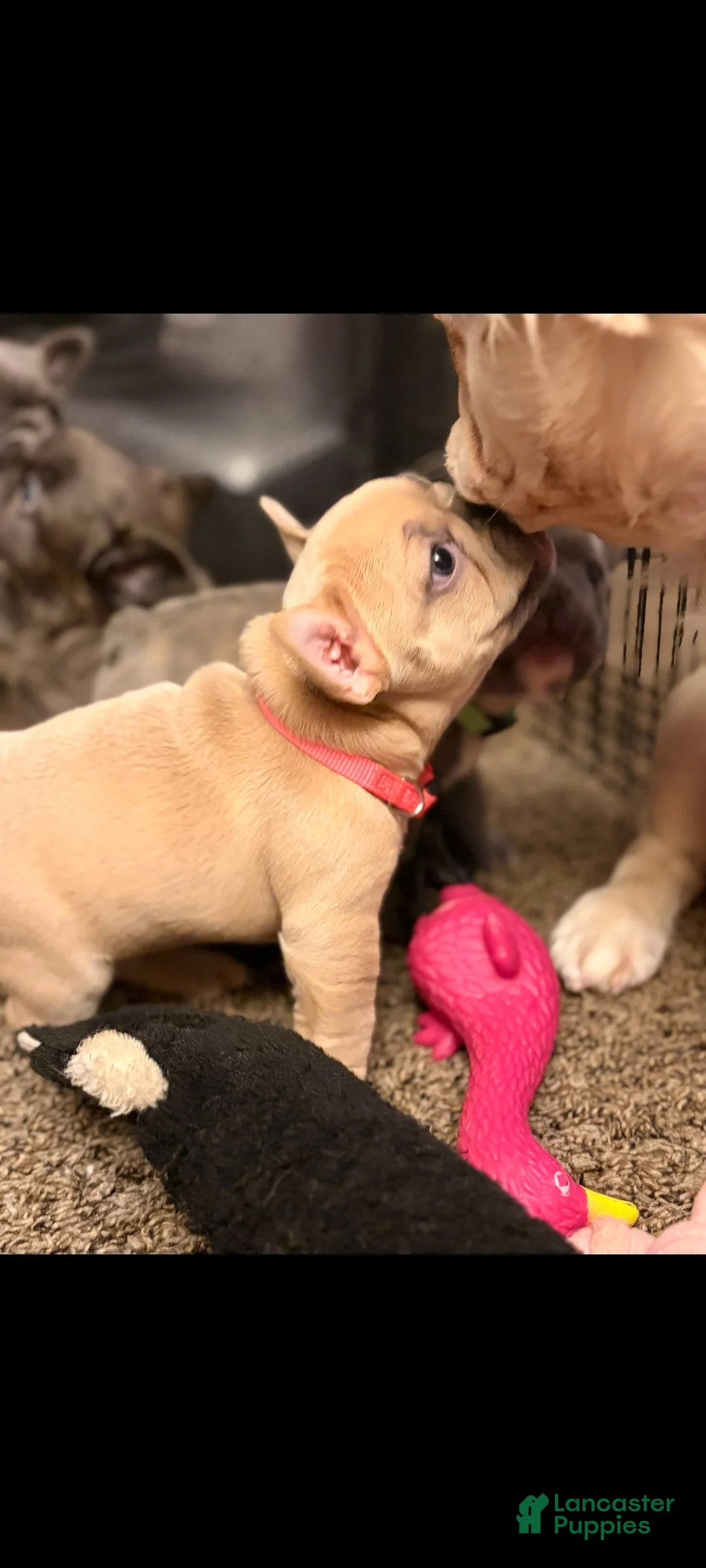 French Bulldog dogs for sale: Punkin - Ad 1