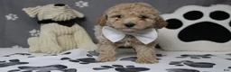 Havapoo dogs for sale: Willie  - Ad 1