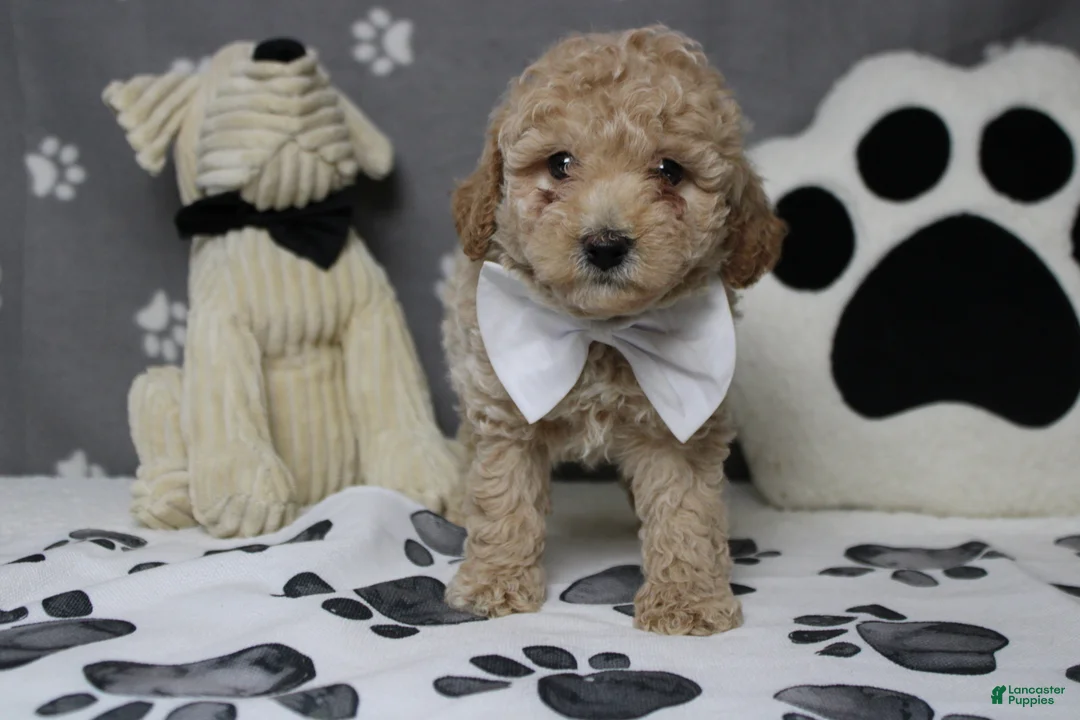 Havapoo dogs for sale: Willie  - Ad 1