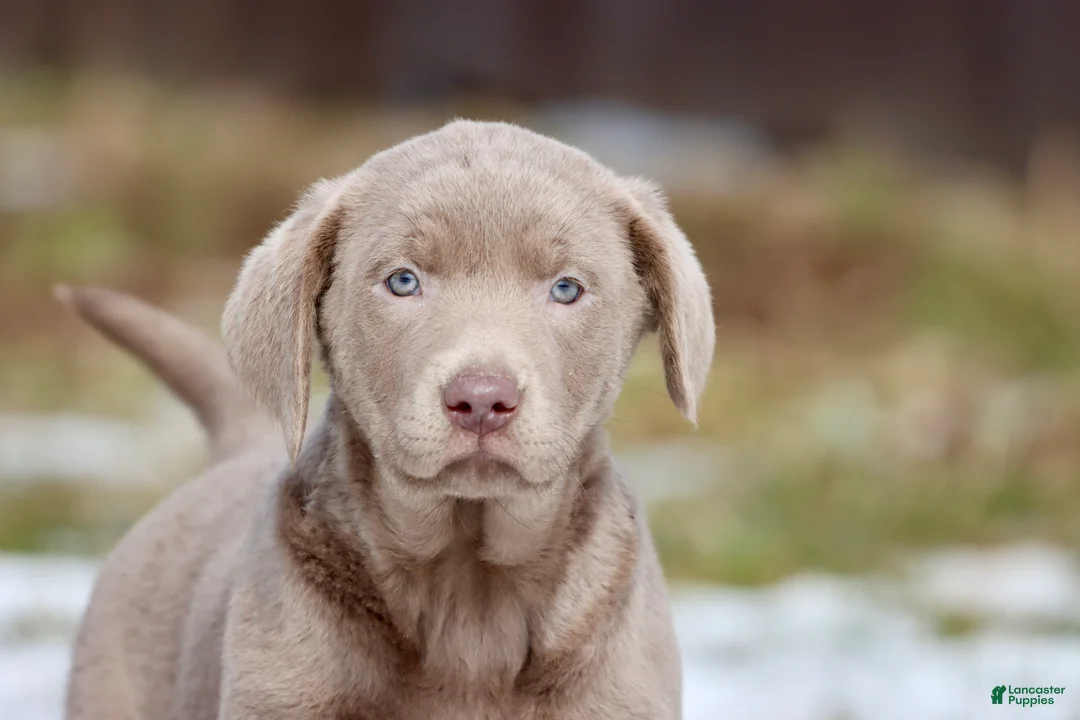 Labrador Retriever dogs for sale: Fanta  - Ad 2