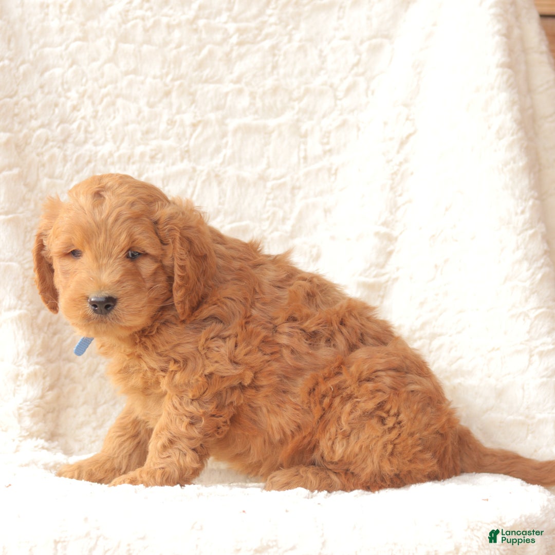 Mini Goldendoodle dogs for sale: Snickers - Ad 3