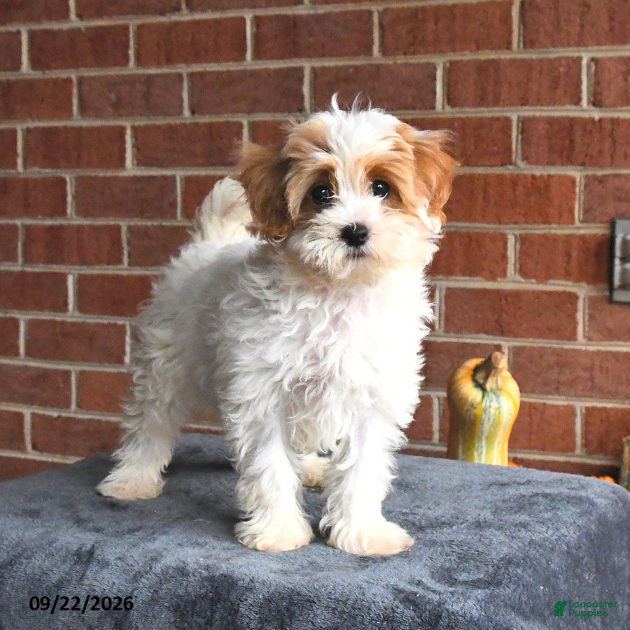 Maltipoo dogs Norah - Ad 2