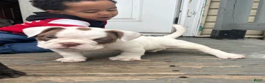 American Bully Puppy 2