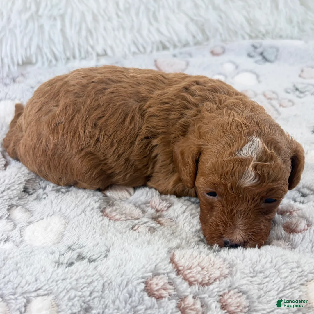 Toy Poodle dogs for sale: Xander - Ad 2