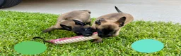 Belgian Malinois dogs for sale: Belgian Malinois 2 - Ad 2