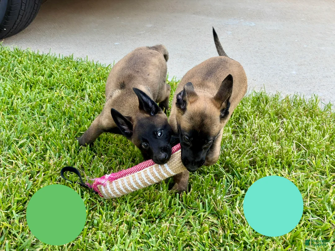 Belgian Malinois dogs for sale: Belgian Malinois 2 - Ad 2