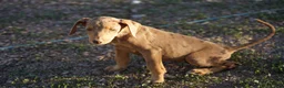 Mixed Breed dogs for sale: Lilac Fawn Merle M1 RT - Ad 41
