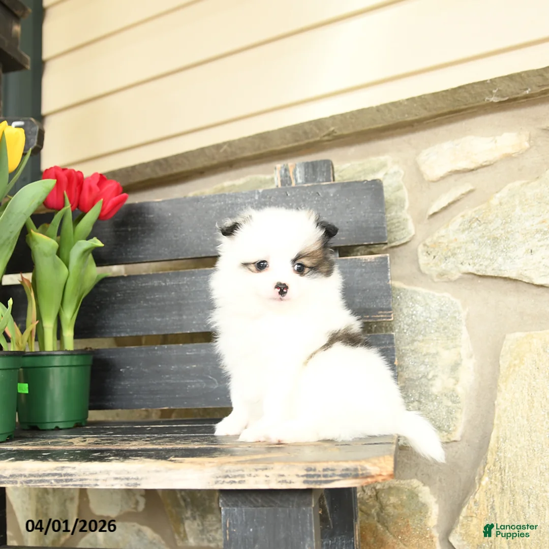 Pomeranian dogs for sale: Teddy - Ad 1