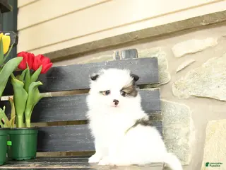 Pomeranian dogs for sale: Teddy - Ad 3