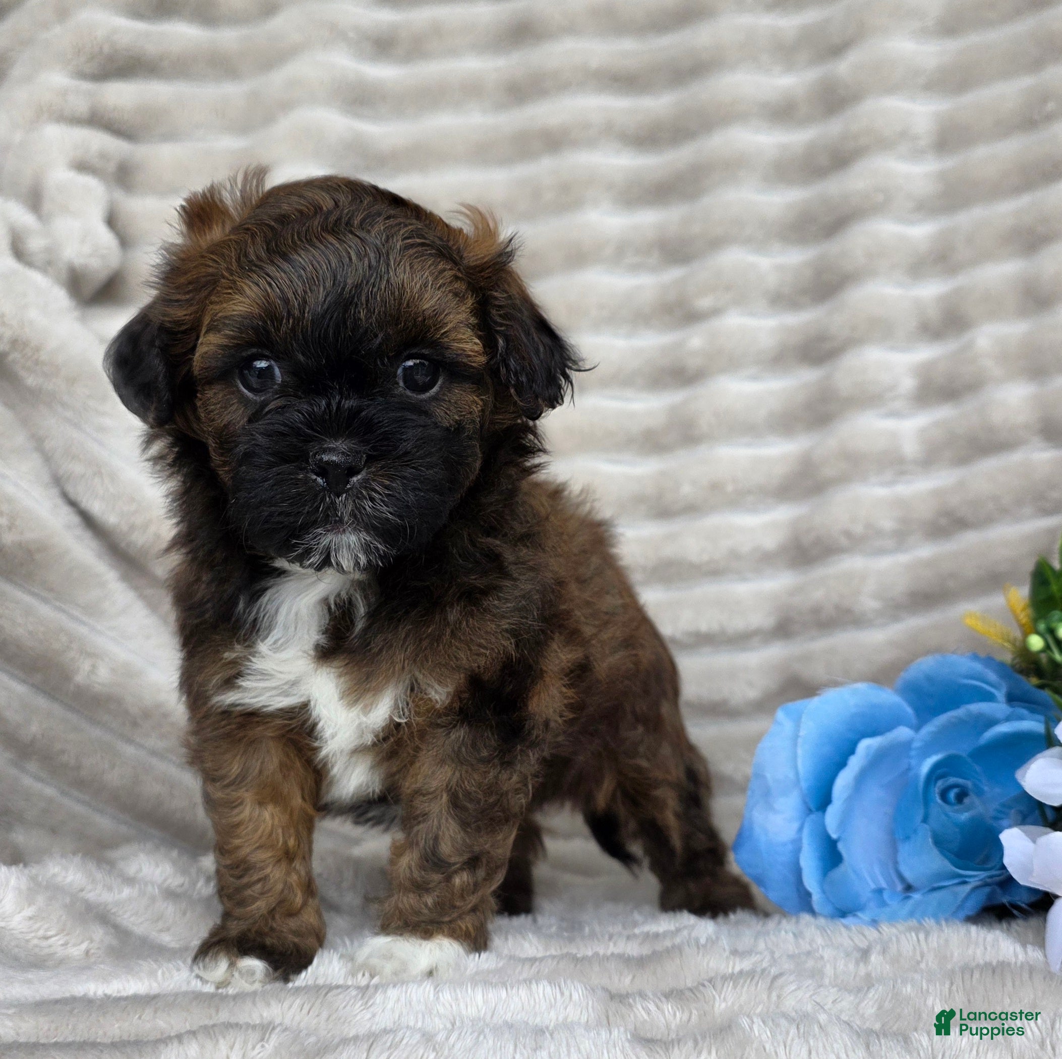 Shihpoo dogs Beau - Ad 1