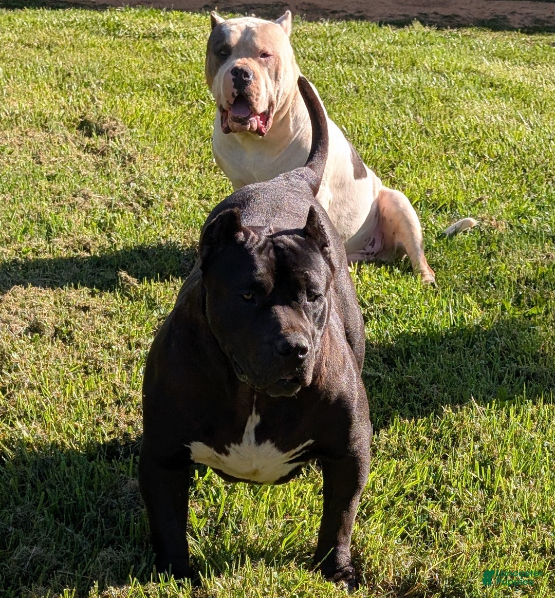 American Bully dogs for sale: American Bully Puppy 3 - Ad 3
