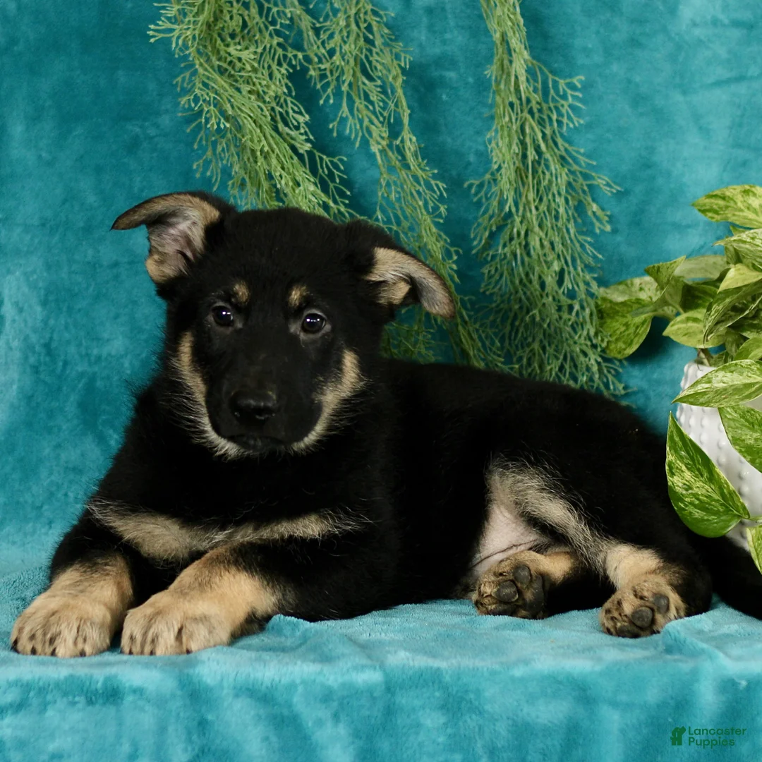 German Shepherd dogs for sale: Tanner  - Ad 3