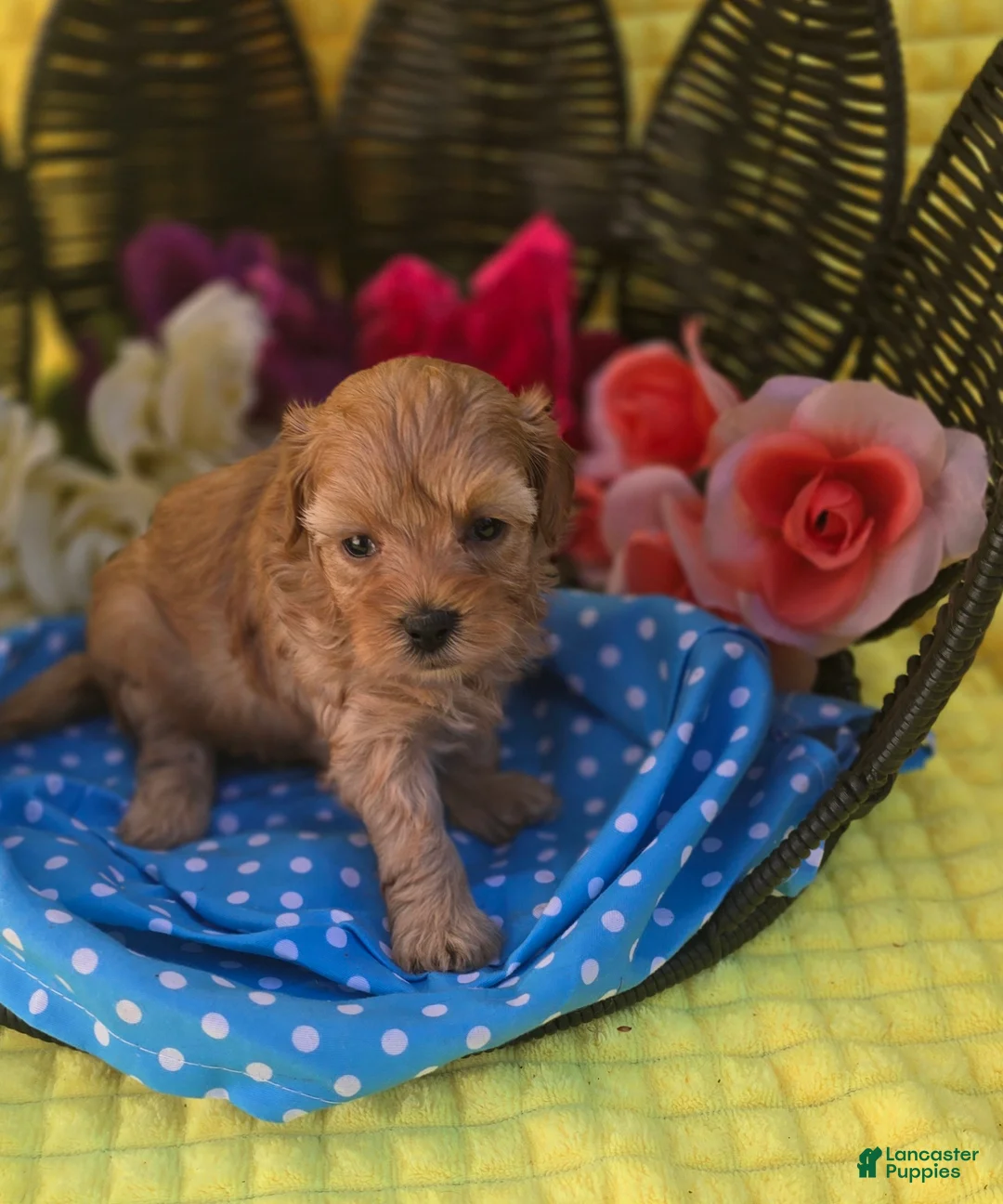 Maltipoo dogs for sale: Magic - Ad 2