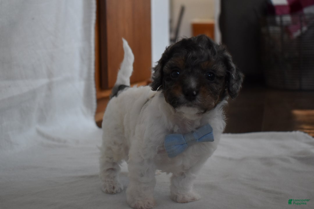 Cavachon dogs for sale: Nicholas  - Ad 2