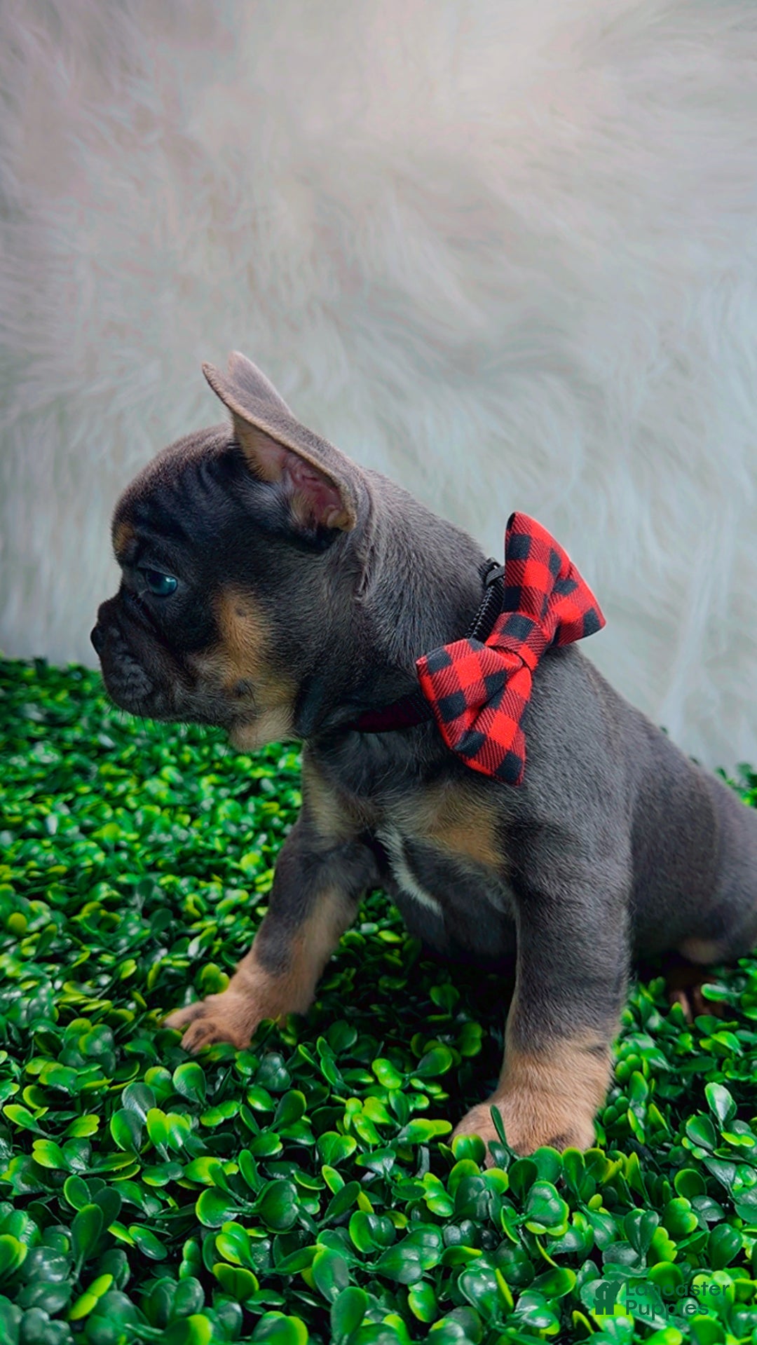 French Bulldog dogs for sale: TYSON - Ad 5