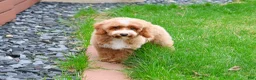 Miniature Poodle dogs for sale: Rhett  - Ad 3
