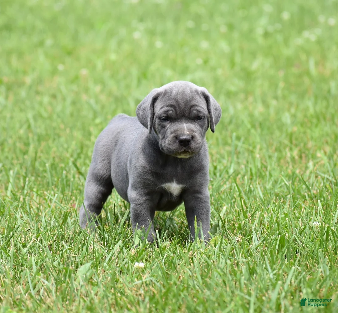 Cane Corso dogs for sale: Brooke - Ad 1