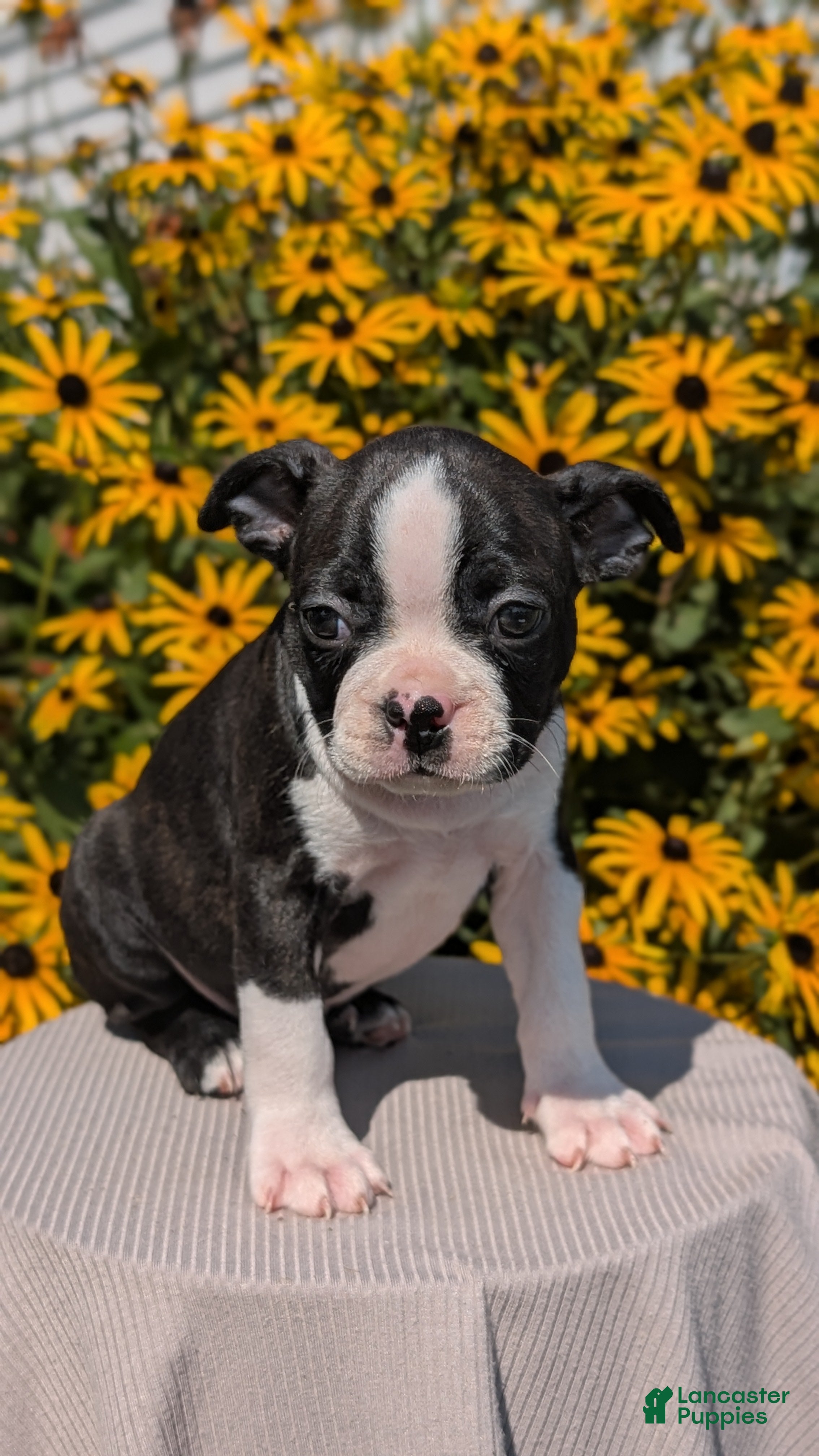 Boston Terrier dogs Turbo - Ad 2