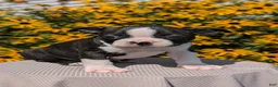 Boston Terrier dogs for sale: Turbo - Ad 2