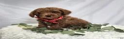 Toy Poodle dogs for sale: Bailey - Ad 3