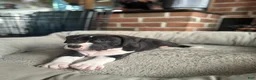 Mixed Breed dogs for sale: Bruno - Ad 6