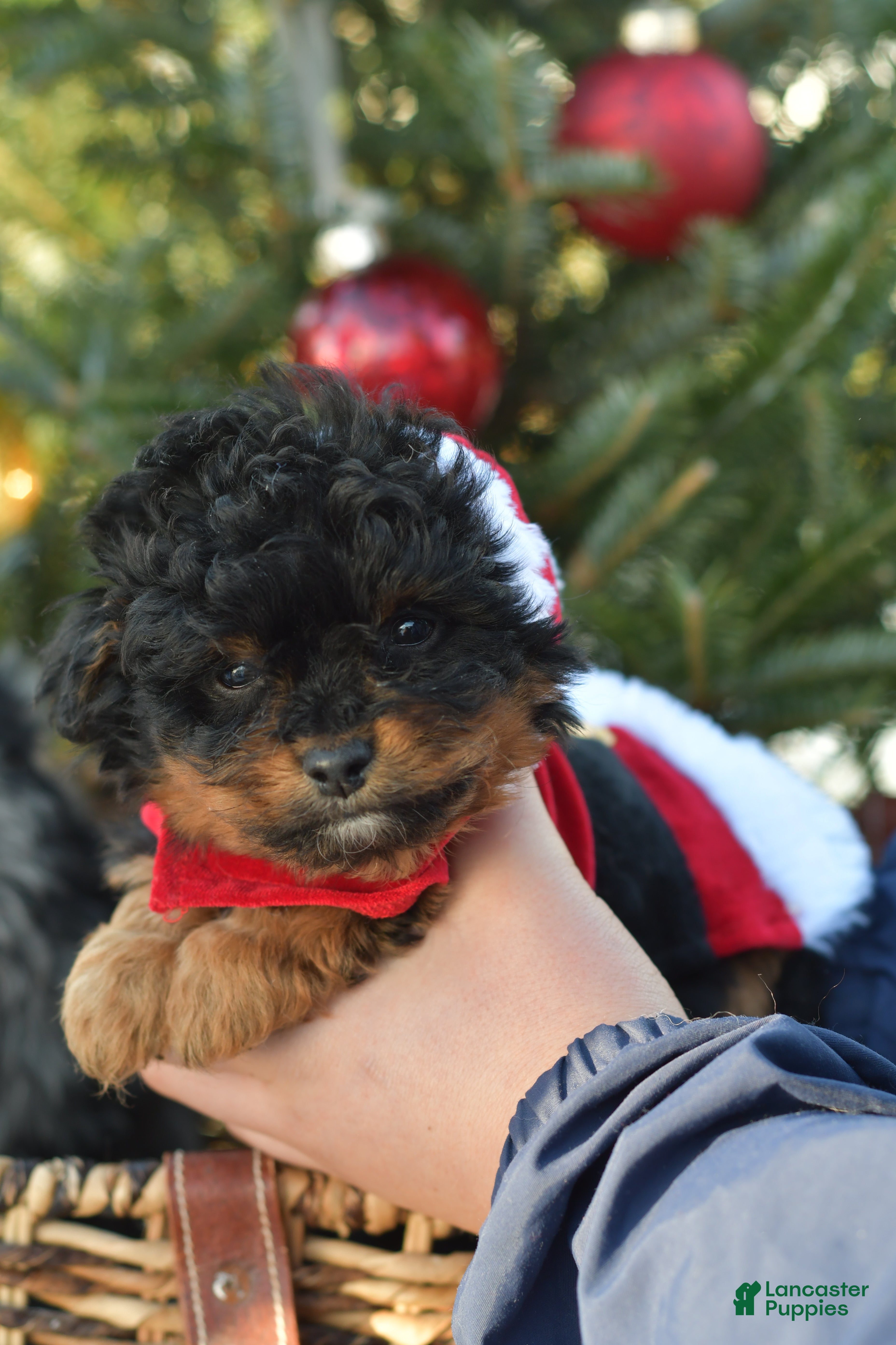 Mini Aussiedoodle dogs Grizzly - Ad 5