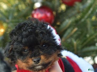 Mini Aussiedoodle dogs Grizzly - Ad 29