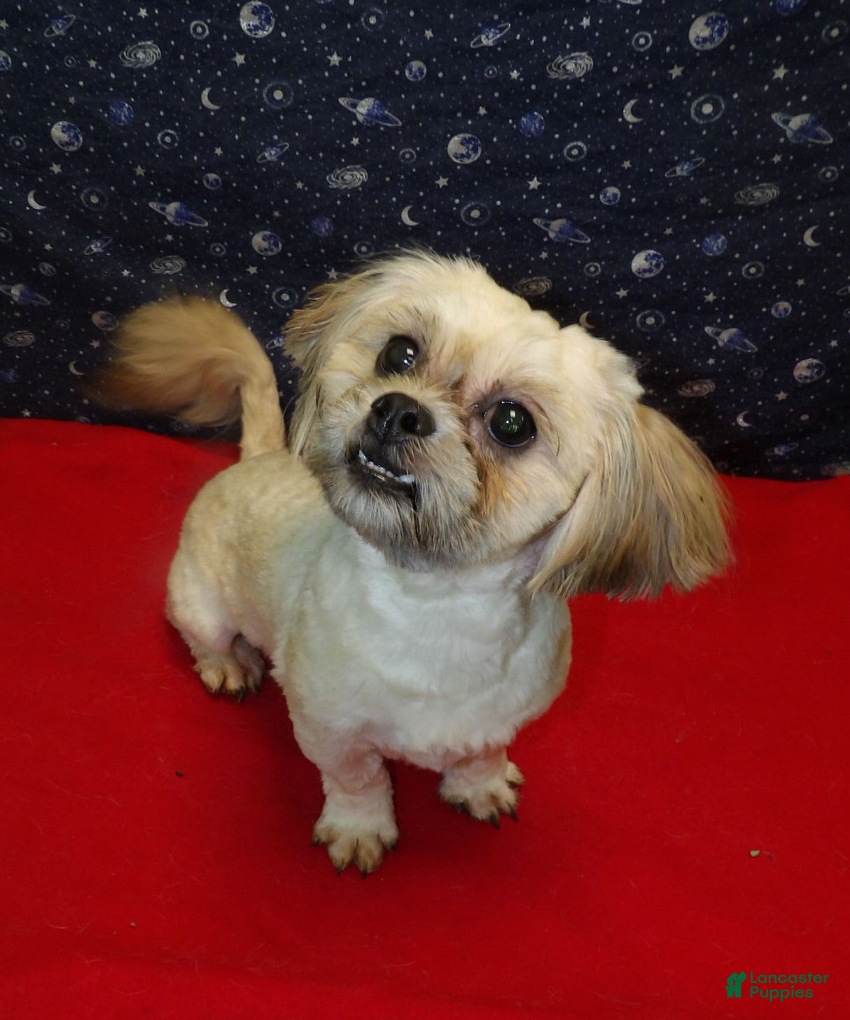 Teddy Bear dogs Theo - Ad 30