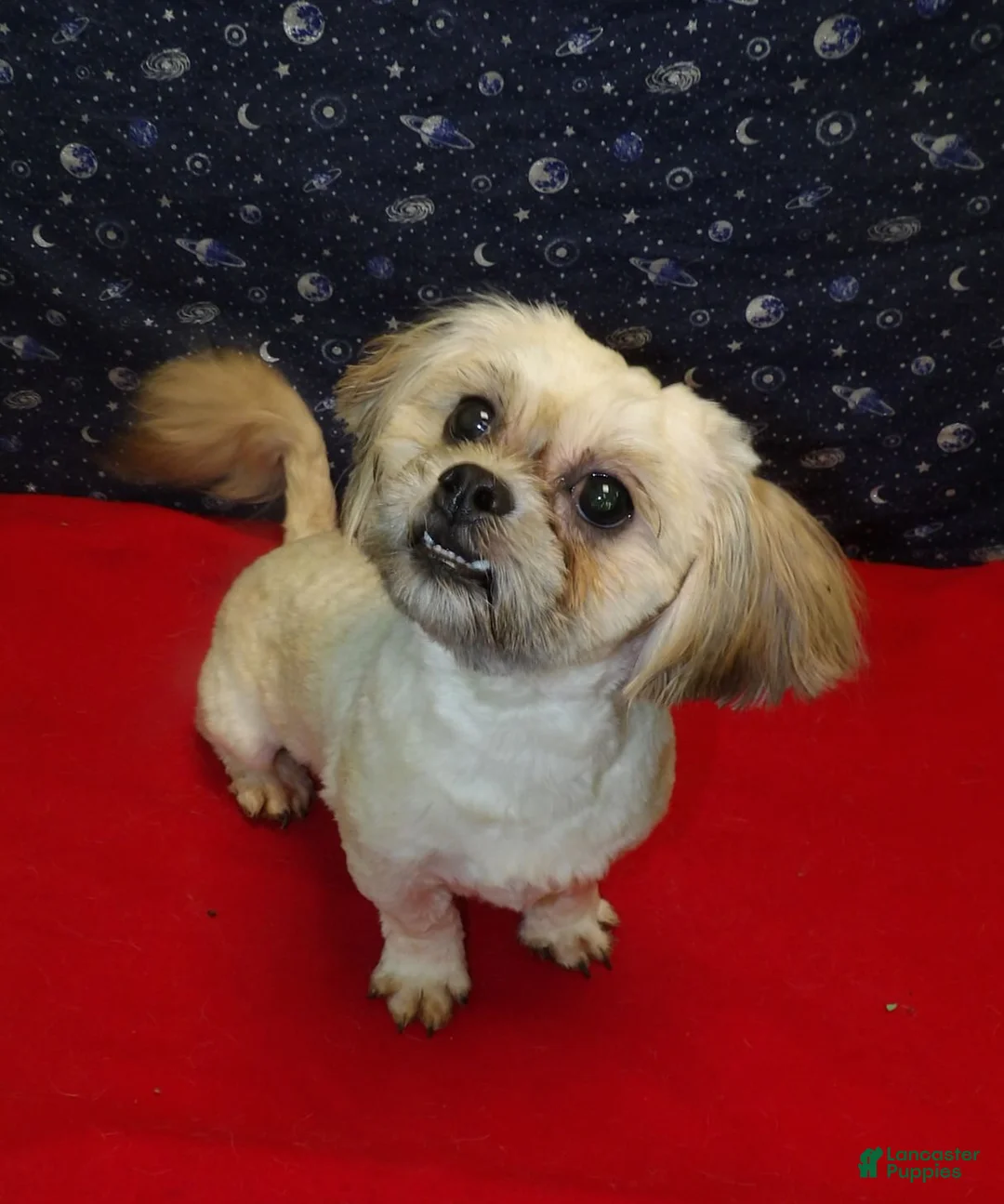 Teddy Bear dogs for sale: Theo - Ad 1