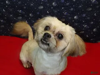 Teddy Bear dogs Theo - Ad 30