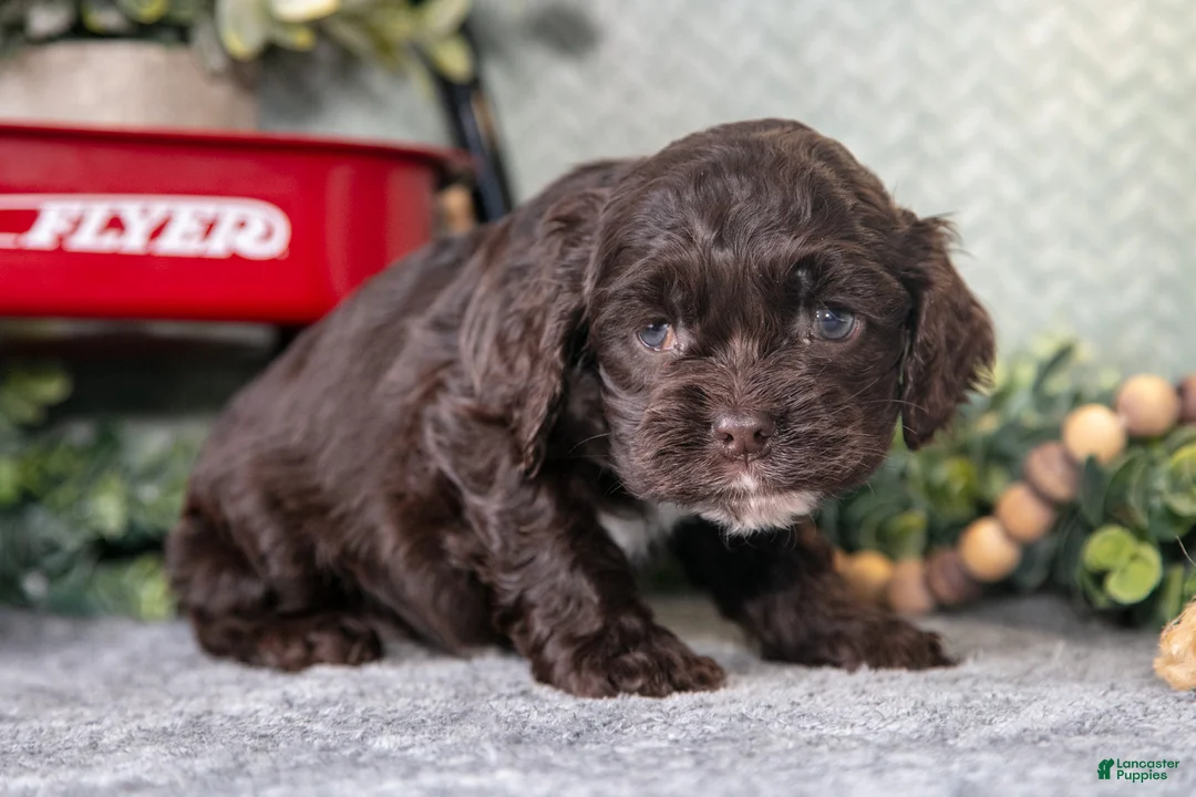 Cocker Spaniel dogs for sale: Lori - Ad 3
