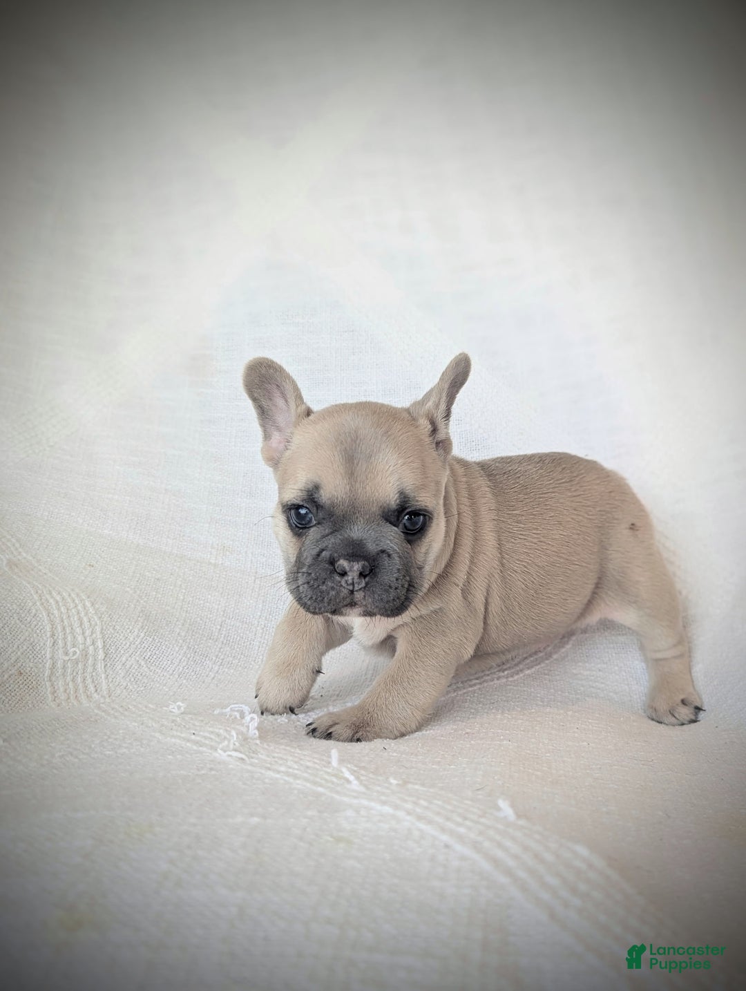French Bulldog dogs for sale: Lemon - Ad 3