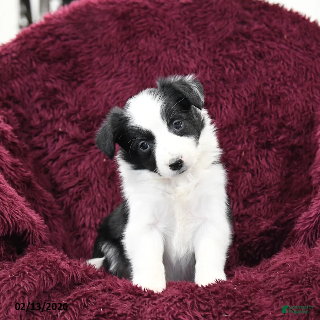 Border Collie dogs for sale: Tiny - Ad 1