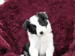 Border Collie dogs Tiny - Ad 40