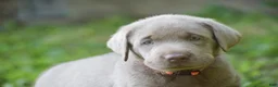 Labrador Retriever dogs for sale: Bear - Ad 8