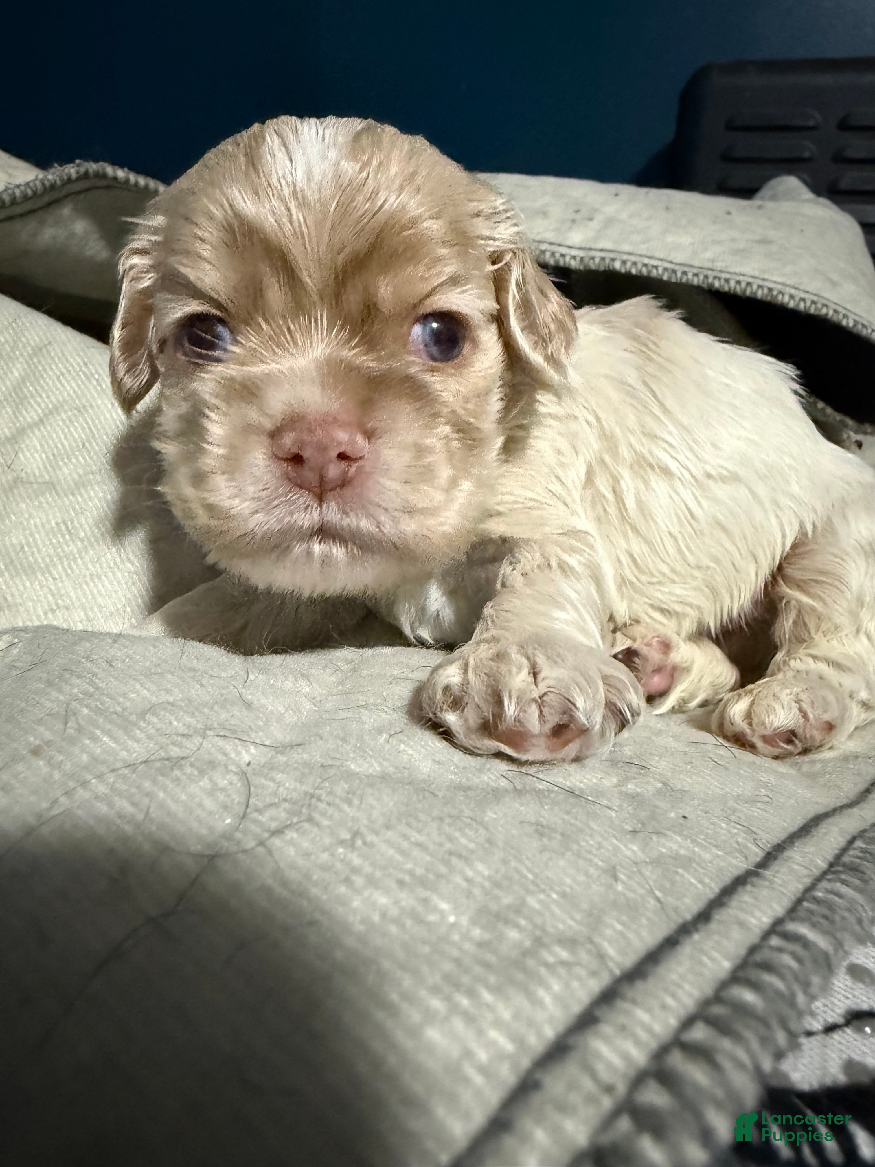 Cocker Spaniel dogs Cocker Spaniel Puppy 1 - Ad 40