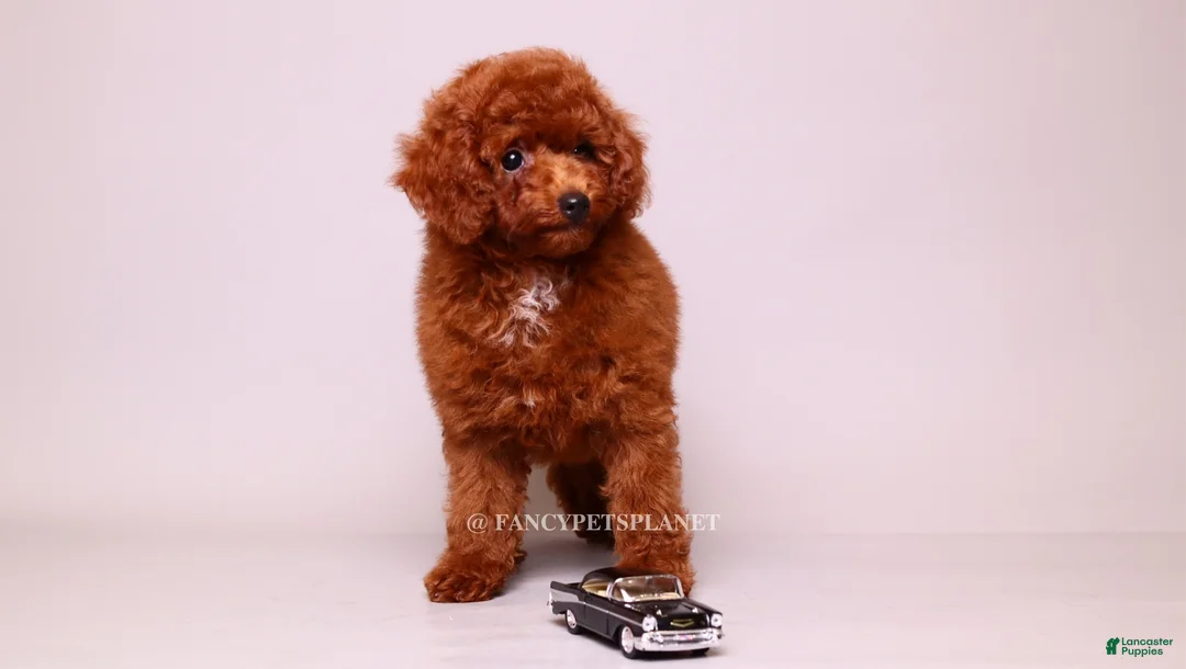 Toy Poodle dogs for sale: Onyx mahogany red mini - Ad 1