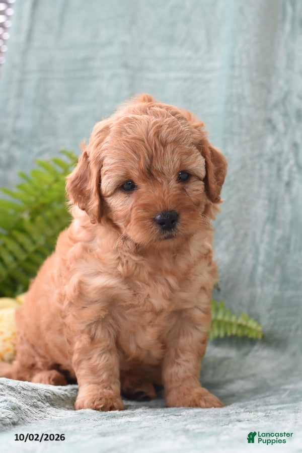 Cockapoo dogs Sadie - Ad 1